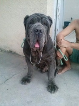 wendel rodrigues