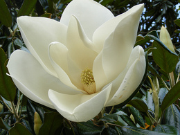 Shirley C-G
